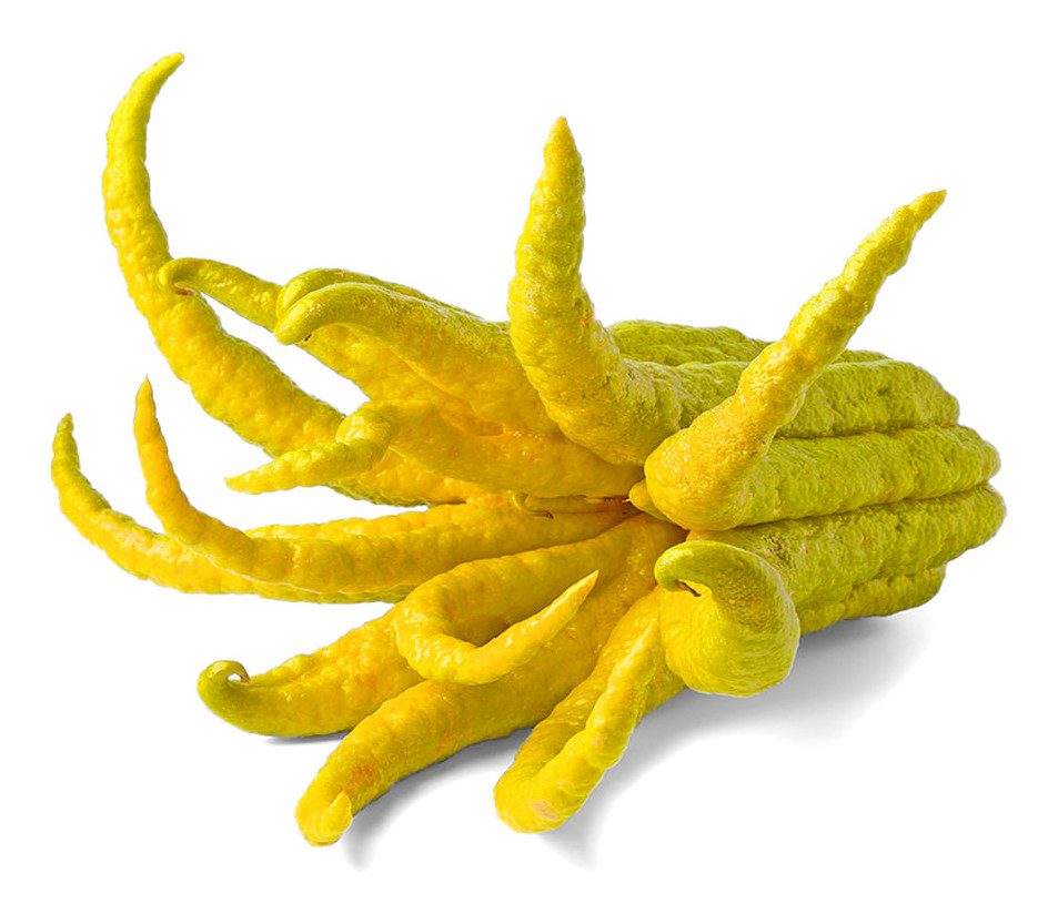 Buddha’s Hand Citron Image